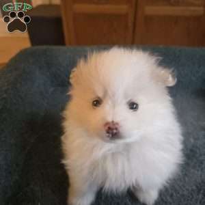Eric, Pomeranian Puppy